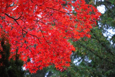 Acer palmatum 'Atropurpureum' - javor dlanitolistý - listy podzim (3)